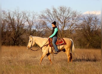 American Quarter Horse, Wałach, 5 lat, Izabelowata