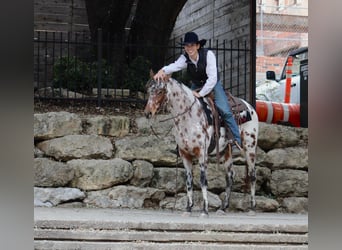 American Quarter Horse, Wałach, 5 lat, Kasztanowata