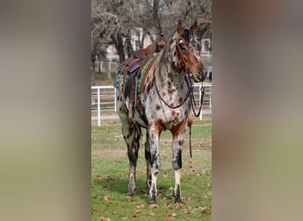 American Quarter Horse, Wałach, 5 lat, Kasztanowata