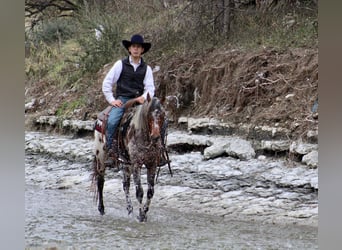American Quarter Horse, Wałach, 5 lat, Kasztanowata