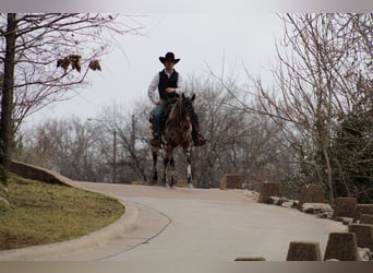 American Quarter Horse, Wałach, 5 lat, Kasztanowata