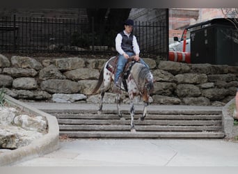 American Quarter Horse, Wałach, 5 lat, Kasztanowata