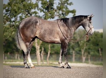 American Quarter Horse, Wałach, 5 lat, Siwa jabłkowita