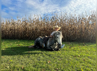 American Quarter Horse, Wałach, 6 lat, 122 cm, Siwa jabłkowita