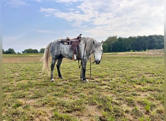 American Quarter Horse, Wałach, 6 lat, 122 cm, Siwa jabłkowita