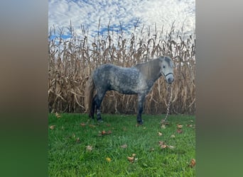 American Quarter Horse, Wałach, 6 lat, 122 cm, Siwa jabłkowita