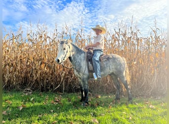 American Quarter Horse, Wałach, 6 lat, 122 cm, Siwa jabłkowita