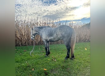 American Quarter Horse, Wałach, 6 lat, 122 cm, Siwa jabłkowita