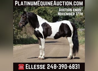 American Quarter Horse, Wałach, 6 lat, 137 cm, Tobiano wszelkich maści