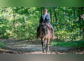 American Quarter Horse, Wałach, 6 lat, 145 cm, Grullo