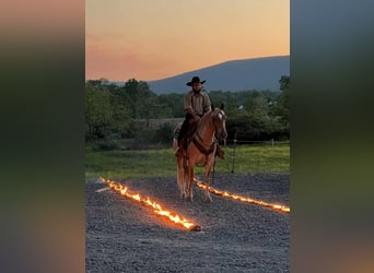 American Quarter Horse Mix, Wałach, 6 lat, 145 cm, Kasztanowatodereszowata