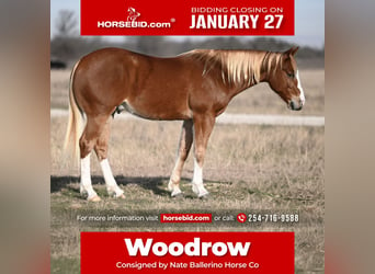 American Quarter Horse, Wałach, 6 lat, 147 cm, Cisawa