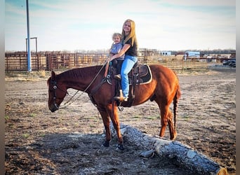 American Quarter Horse, Wałach, 6 lat, 147 cm, Cisawa