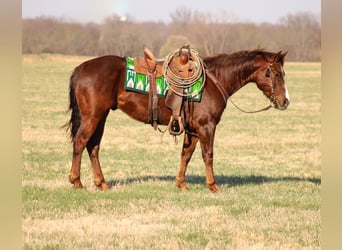 American Quarter Horse, Wałach, 6 lat, 147 cm, Cisawa