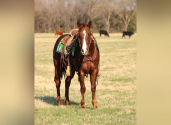 American Quarter Horse, Wałach, 6 lat, 147 cm, Cisawa