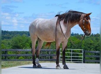 American Quarter Horse Mix, Wałach, 6 lat, 147 cm, Gniadodereszowata