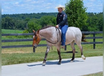 American Quarter Horse Mix, Wałach, 6 lat, 147 cm, Gniadodereszowata