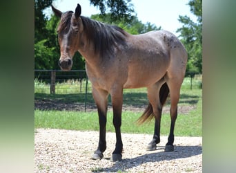 American Quarter Horse, Wałach, 6 lat, 147 cm, Gniadodereszowata