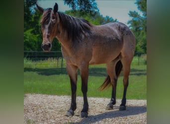 American Quarter Horse, Wałach, 6 lat, 147 cm, Gniadodereszowata