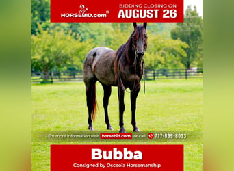 American Quarter Horse, Wałach, 6 lat, 147 cm, Karodereszowata