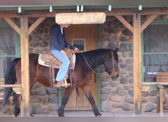 American Quarter Horse, Wałach, 6 lat, 147 cm, Kasztanowatodereszowata