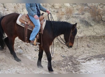 American Quarter Horse, Wałach, 6 lat, 147 cm, Kasztanowatodereszowata