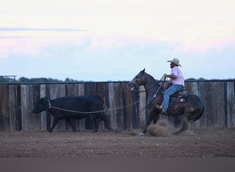 American Quarter Horse, Wałach, 6 lat, 147 cm, Siwa