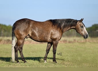 American Quarter Horse, Wałach, 6 lat, 147 cm, Siwa