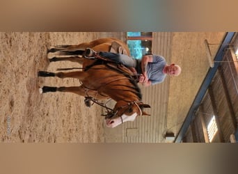American Quarter Horse, Wałach, 6 lat, 148 cm, Gniada