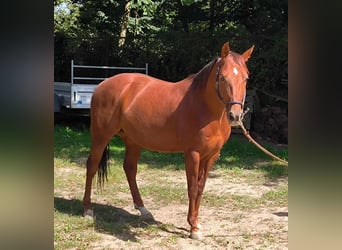 American Quarter Horse, Wałach, 6 lat, 148 cm, Kasztanowata