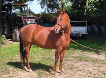 American Quarter Horse, Wałach, 6 lat, 148 cm, Kasztanowata