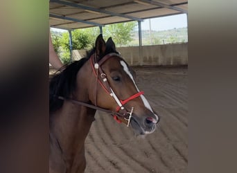 American Quarter Horse Mix, Wałach, 6 lat, 150 cm, Ciemnokasztanowata