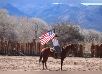 American Quarter Horse, Wałach, 6 lat, 150 cm, Ciemnokasztanowata