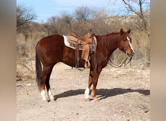 American Quarter Horse, Wałach, 6 lat, 150 cm, Ciemnokasztanowata