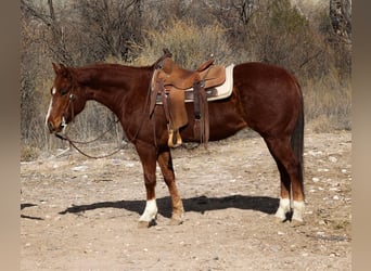 American Quarter Horse, Wałach, 6 lat, 150 cm, Ciemnokasztanowata