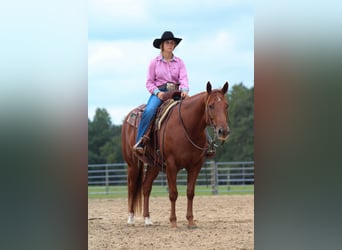 American Quarter Horse, Wałach, 6 lat, 150 cm, Cisawa