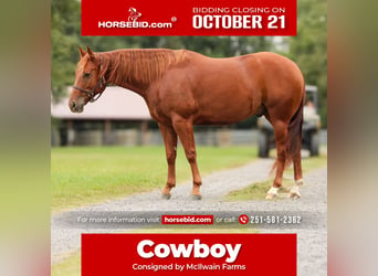 American Quarter Horse, Wałach, 6 lat, 150 cm, Cisawa