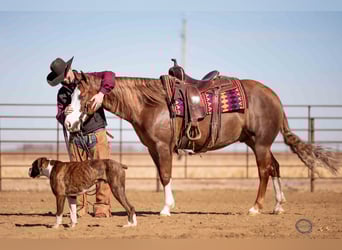American Quarter Horse, Wałach, 6 lat, 150 cm, Cisawa