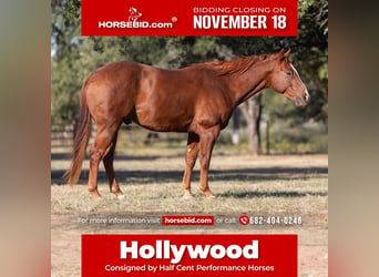 American Quarter Horse, Wałach, 6 lat, 150 cm, Cisawa