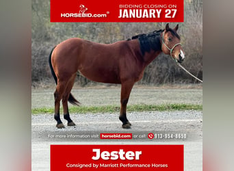 American Quarter Horse, Wałach, 6 lat, 150 cm, Gniada