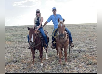 American Quarter Horse, Wałach, 6 lat, 150 cm, Izabelowata