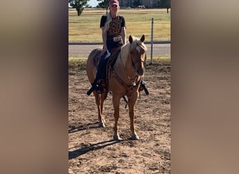 American Quarter Horse, Wałach, 6 lat, 150 cm, Izabelowata