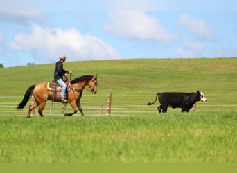 American Quarter Horse, Wałach, 6 lat, 150 cm, Jelenia