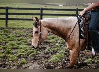 American Quarter Horse, Wałach, 6 lat, 150 cm, Jelenia