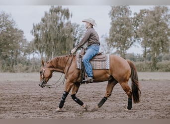 American Quarter Horse, Wałach, 6 lat, 150 cm, Kasztanowata