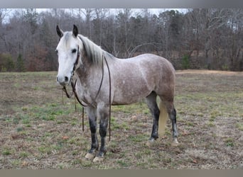 American Quarter Horse, Wałach, 6 lat, 150 cm, Siwa jabłkowita