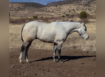 American Quarter Horse, Wałach, 6 lat, 150 cm, Siwa