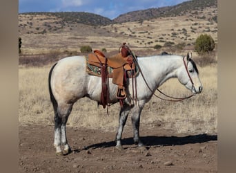 American Quarter Horse, Wałach, 6 lat, 150 cm, Siwa