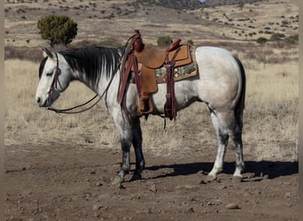 American Quarter Horse, Wałach, 6 lat, 150 cm, Siwa