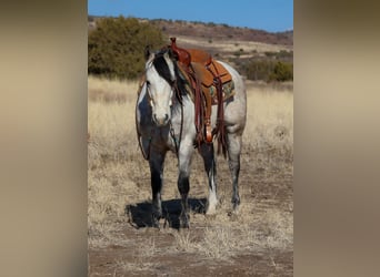 American Quarter Horse, Wałach, 6 lat, 150 cm, Siwa